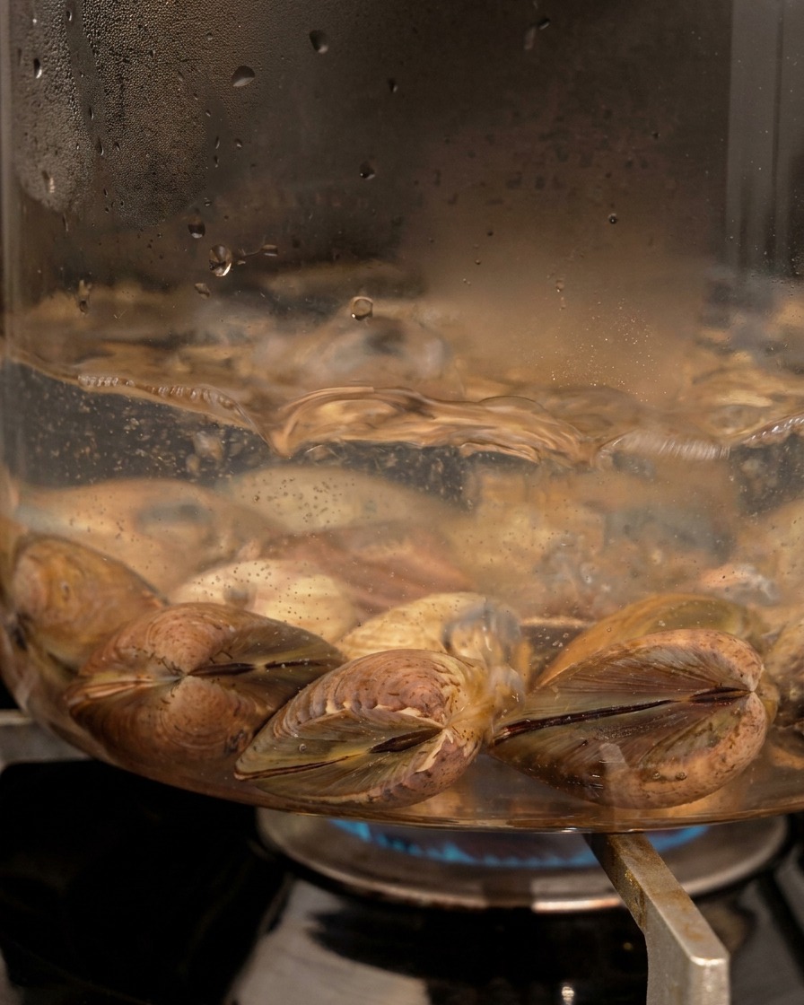 Almejas frescas en sus conchas sumergidas en agua burbujeante dentro de una olla de cristal transparente en una estufa de gas.