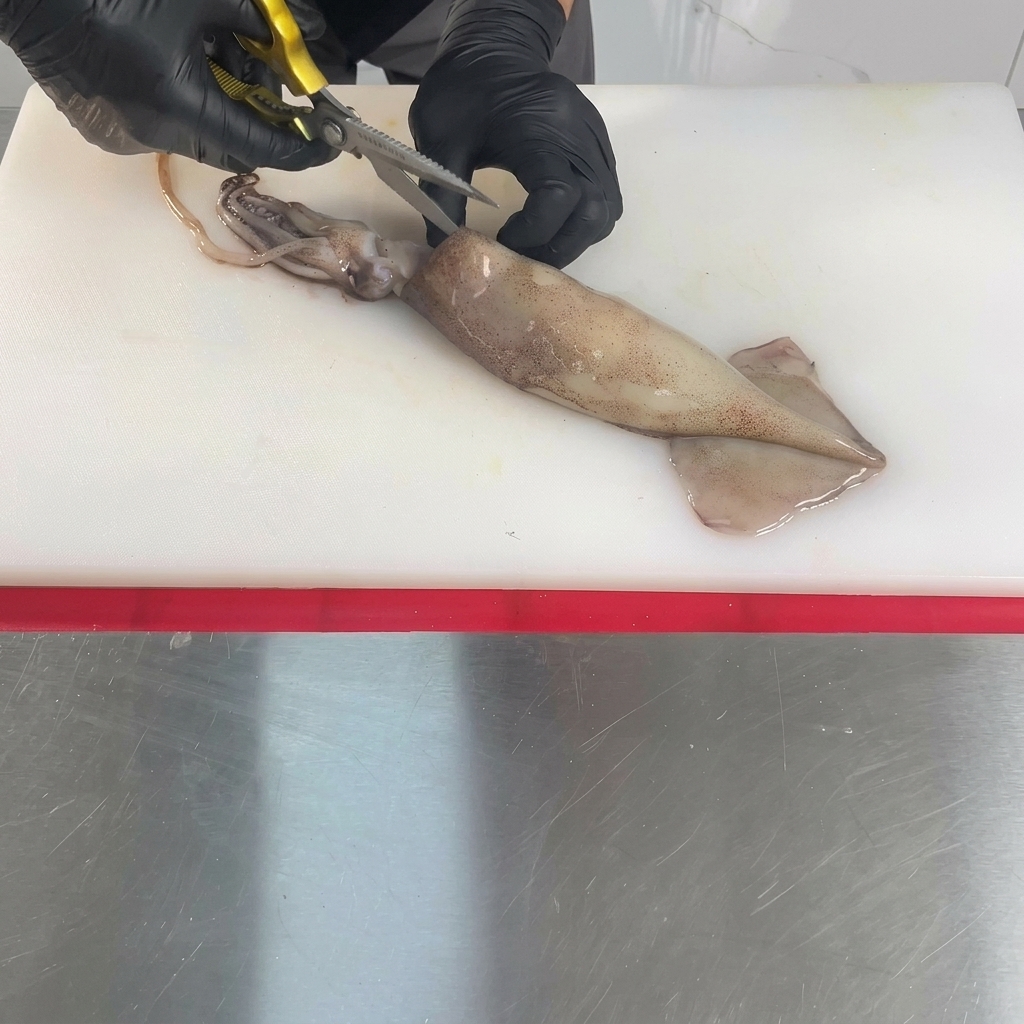 Un calamar crudo entero sobre una tabla de cortar blanca se abre por el medio con tijeras de cocina sostenidas por manos con guantes.
