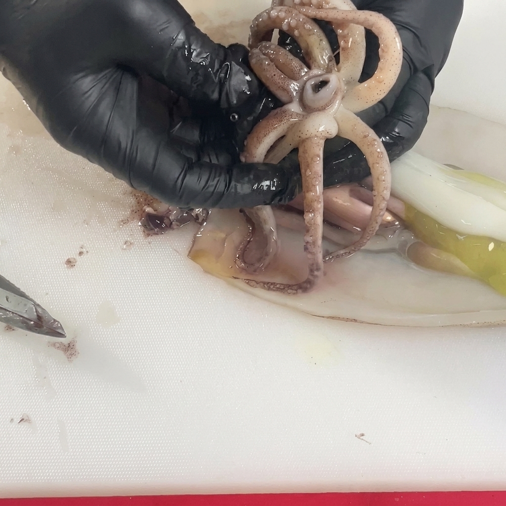Manos con guantes separando los tentáculos de un calamar crudo para retirar la pieza dura de la boca del centro.