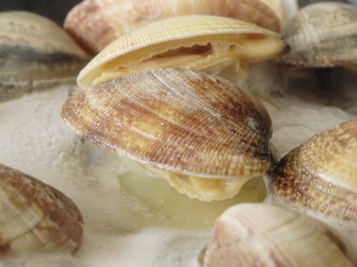Almejas frescas hirviendo en una olla con agua burbujeante, con varias conchas abiertas visiblemente.